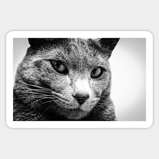 Portrait of a cat Sticker